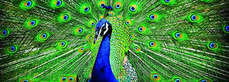 peacock